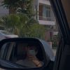 shafique4462