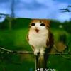 meowlr2