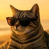 CoolCat663