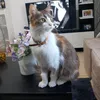 la.gata.panchis