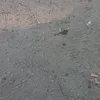 allah_tchi