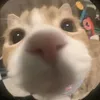chuppi119