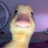 mhmmdtuyyfa_1