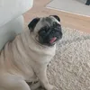 hollythechubbypug