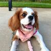 ruby.the.cavy