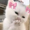 faizasheikh228