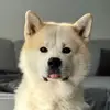taco_akita_dog