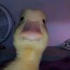 dawdawchit33