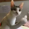 catvuinhon