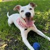 auggiethedawgie