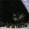 ecosdelanoche33