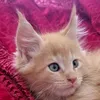 douja_mainecoon_cats