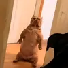 generalcelgar1