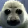 seal_69420