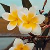 raihan.hossen951