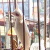 tunguynvn01