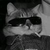 wongindoo0