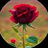 user701837058