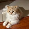 catluver_yasmina