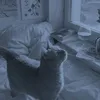 kotik_liza2