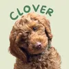 Clover The Cockapoo