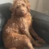 bellafrogadoga