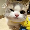zilaa_lopee3