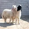 بيع وشراء الأغنام