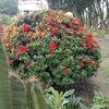 tumiamarjibon281