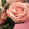 tamaduitoarea_arra28