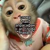 masikprofiseonal