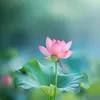 giang.ng851