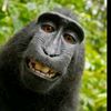 themonkey753