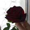user7581810946071