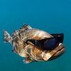sloppyslophole