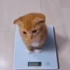 r4nd0m_f4narts