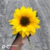 yami_davila5