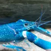 axoemperor