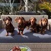 sausagehouse_