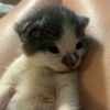tinypenguins38