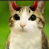 meowl_malvado1266