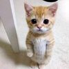 iamlovegatitoskun