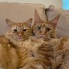 josie_and_jerrie