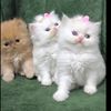gizem_tekin_1621