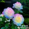 shwesin3189