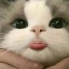 kim_chira11