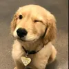 the_pets