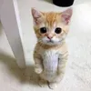 kukakysyyyyy
