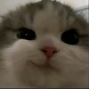 shookybearsss