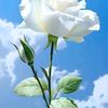 ko.htay.aung668